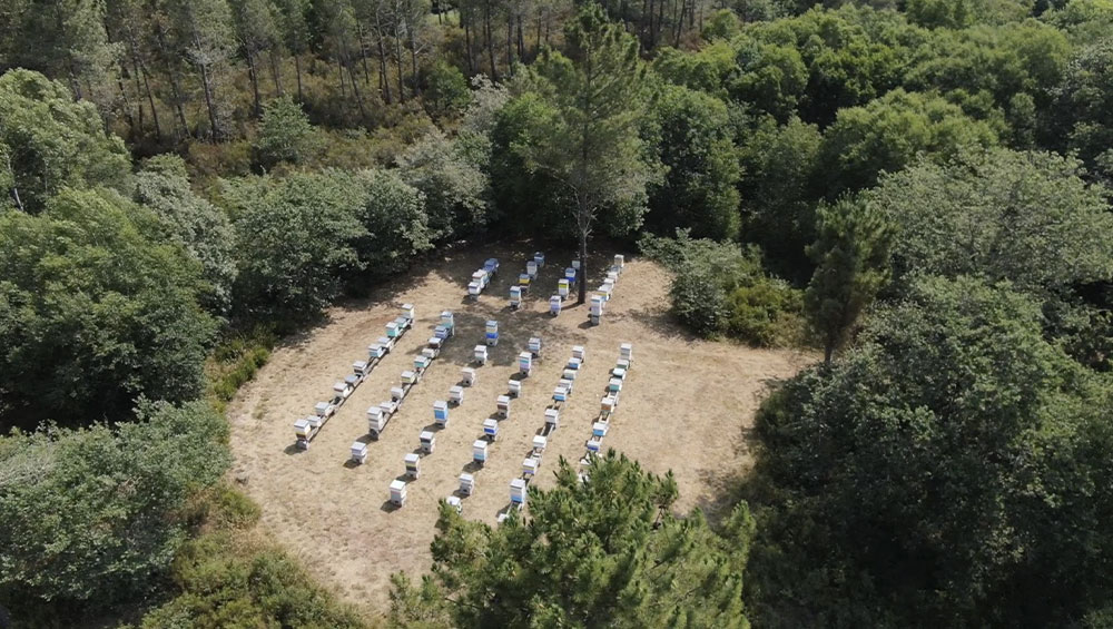 Imagen del colmenar vista desde arriba. Mel do Saldoiro.