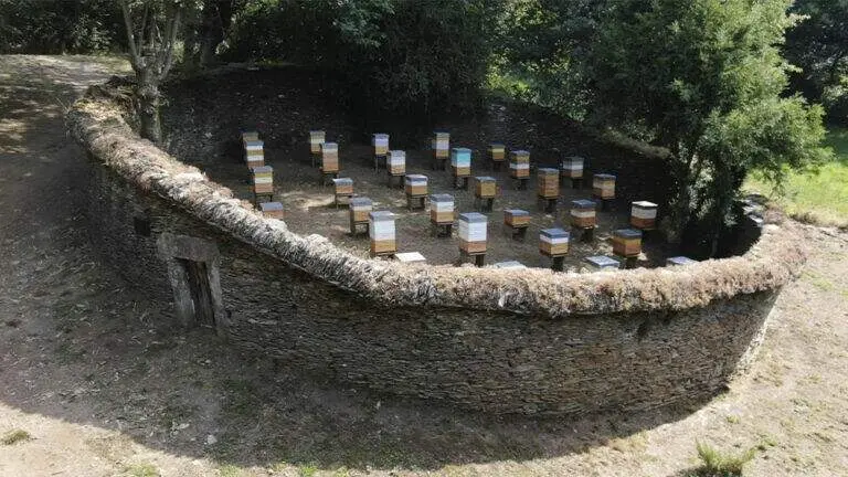 Tradición, abejas y sabor: la miel de Lalín que ganó en París